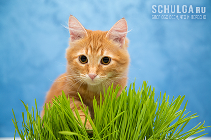 Котёнок в траве